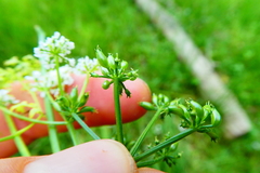 Oenanthe aquatica