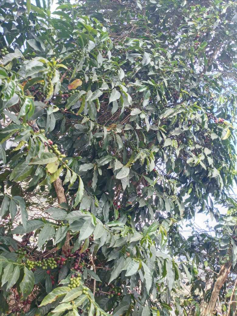 Coffea image
