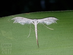 Pterophorus