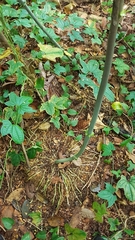 Dioscorea sansibarensis