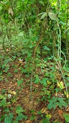 Dioscorea sansibarensis