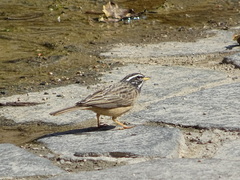 Emberiza tahapisi
