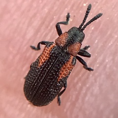 Microrhopala rubrolineata