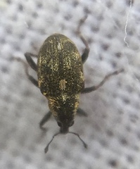 Rhinoncus perpendicularis