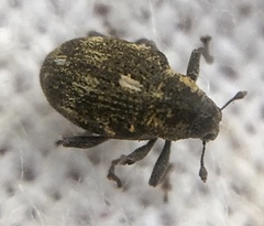 Rhinoncus perpendicularis