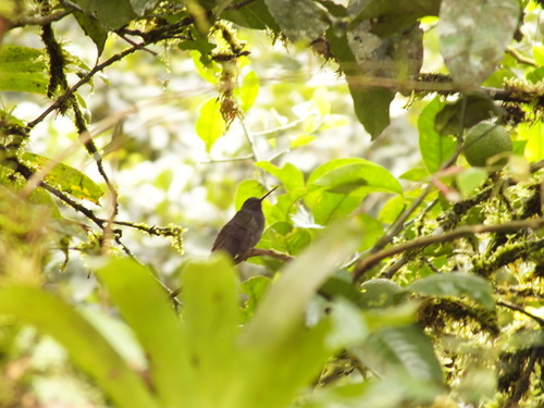 Urochroa leucura