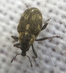 Rhinoncus perpendicularis