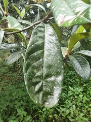 Eriobotrya japonica
