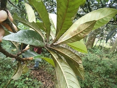 Eriobotrya japonica