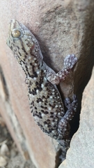 Chondrodactylus turneri