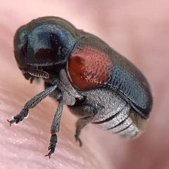Saxinis saucia