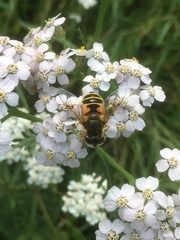 Eristalis horticola