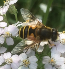 Eristalis horticola