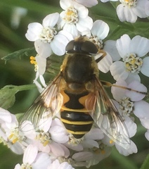 Eristalis horticola