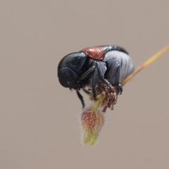 Saxinis saucia