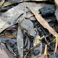 Pseudophryne bibronii