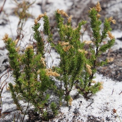 Cliffortia subsetacea