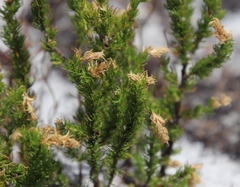 Cliffortia subsetacea