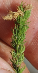 Cliffortia subsetacea