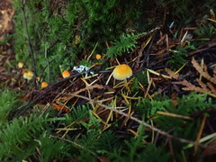 Mycena strobilinoidea
