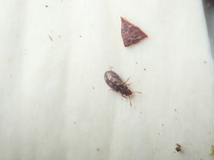 Derodontus maculatus