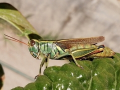 Melanoplus thomasi