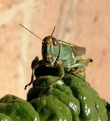 Melanoplus thomasi