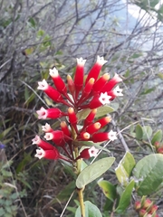 Macleania cordifolia