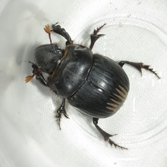 Dichotomius colonicus