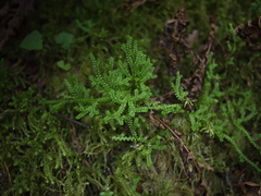 Selaginella douglasii