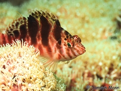 Cirrhitichthys aprinus