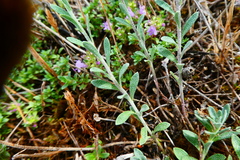 Alyssum alyssoides