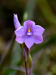 Thelymitra juncifolia
