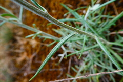 Jurinea cyanoides