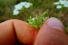 Peucedanum oreoselinum