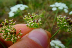 Peucedanum oreoselinum