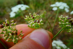 Peucedanum oreoselinum