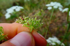 Peucedanum oreoselinum