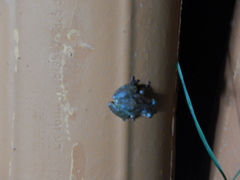 Scinax x-signatus