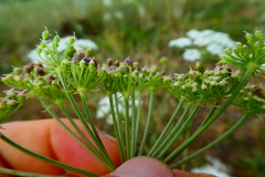 Peucedanum oreoselinum