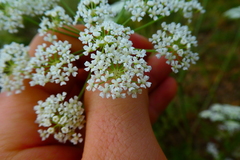 Peucedanum oreoselinum
