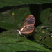 Ithomia pseudoagalla - Photo (c) Michael Bakker Paiva, some rights reserved (CC BY), uploaded by Michael Bakker Paiva