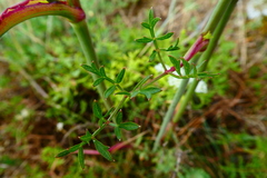 Peucedanum oreoselinum