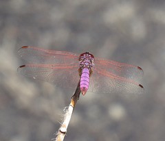 Trithemis annulata