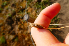 Phleum arenarium