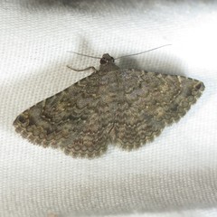 Toxonprucha strigalis