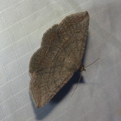 Lesmone griseipennis