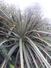 Puya glomerifera