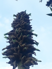 Puya glomerifera