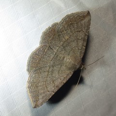 Lesmone griseipennis